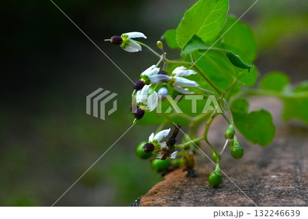 ヒヨドリジョウゴの花と実・鵯上戸 ヒヨドリジョウゴの花と実・鵯上戸 132246639