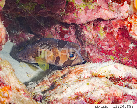 サンゴに隠れるヒトヅラハリセンボン。美しいサンゴ礁と熱帯魚の群れ。 島尻郡慶良間諸島座間味島安室島 サンゴに隠れるヒトヅラハリセンボン。美しいサンゴ礁と熱帯魚の群れ。 島尻郡慶良間諸島座間味島安室島 132246888