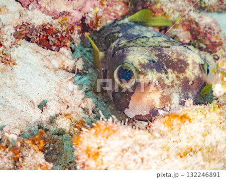 サンゴに隠れるヒトヅラハリセンボン。美しいサンゴ礁と熱帯魚の群れ。 島尻郡慶良間諸島座間味島安室島 サンゴに隠れるヒトヅラハリセンボン。美しいサンゴ礁と熱帯魚の群れ。 島尻郡慶良間諸島座間味島安室島 132246891