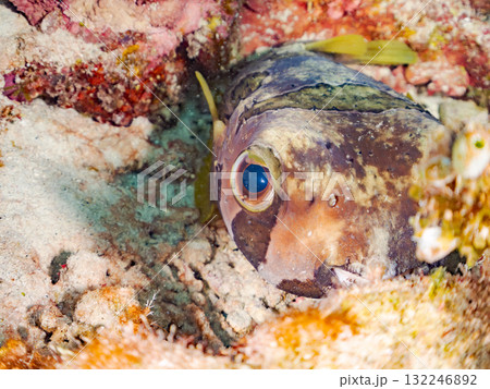 サンゴに隠れるヒトヅラハリセンボン。美しいサンゴ礁と熱帯魚の群れ。 島尻郡慶良間諸島座間味島安室島 サンゴに隠れるヒトヅラハリセンボン。美しいサンゴ礁と熱帯魚の群れ。 島尻郡慶良間諸島座間味島安室島 132246892