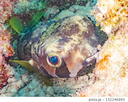 サンゴに隠れるヒトヅラハリセンボン。美しいサンゴ礁と熱帯魚の群れ。 島尻郡慶良間諸島座間味島安室島 132246893