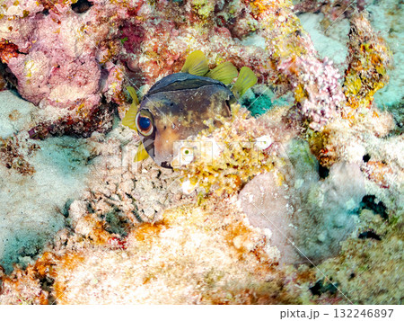 サンゴに隠れるヒトヅラハリセンボン。美しいサンゴ礁と熱帯魚の群れ。 島尻郡慶良間諸島座間味島安室島 132246897