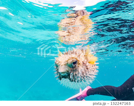 膨らむヒトヅラハリセンボン半水面撮影。美しいサンゴ礁と熱帯魚の群れ。島尻郡慶良間諸島座間味島安室島 132247163