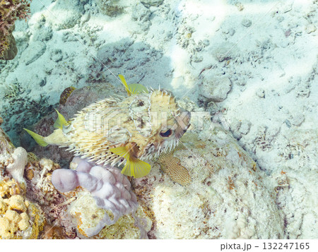 膨らむヒトヅラハリセンボン半水面撮影。美しいサンゴ礁と熱帯魚の群れ。島尻郡慶良間諸島座間味島安室島 132247165