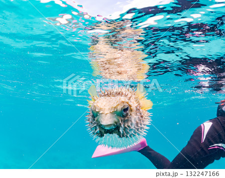 膨らむヒトヅラハリセンボン半水面撮影。美しいサンゴ礁と熱帯魚の群れ。島尻郡慶良間諸島座間味島安室島 膨らむヒトヅラハリセンボン半水面撮影。美しいサンゴ礁と熱帯魚の群れ。島尻郡慶良間諸島座間味島安室島 132247166
