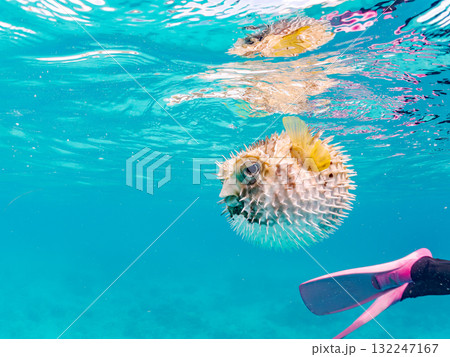 膨らむヒトヅラハリセンボン半水面撮影。美しいサンゴ礁と熱帯魚の群れ。島尻郡慶良間諸島座間味島安室島 膨らむヒトヅラハリセンボン半水面撮影。美しいサンゴ礁と熱帯魚の群れ。島尻郡慶良間諸島座間味島安室島 132247167