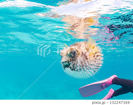 膨らむヒトヅラハリセンボン半水面撮影。美しいサンゴ礁と熱帯魚の群れ。島尻郡慶良間諸島座間味島安室島 132247169