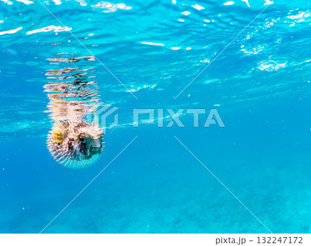 膨らむヒトヅラハリセンボン半水面撮影。美しいサンゴ礁と熱帯魚の群れ。島尻郡慶良間諸島座間味島安室島 132247172