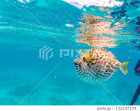 膨らむヒトヅラハリセンボン半水面撮影。美しいサンゴ礁と熱帯魚の群れ。島尻郡慶良間諸島座間味島安室島 膨らむヒトヅラハリセンボン半水面撮影。美しいサンゴ礁と熱帯魚の群れ。島尻郡慶良間諸島座間味島安室島 132247174