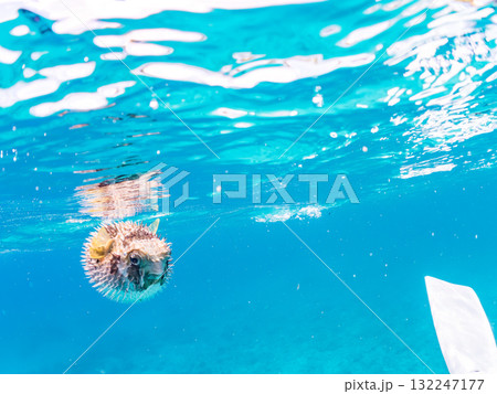 膨らむヒトヅラハリセンボン半水面撮影。美しいサンゴ礁と熱帯魚の群れ。島尻郡慶良間諸島座間味島安室島 132247177