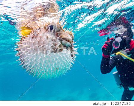 膨らむヒトヅラハリセンボン半水面撮影。美しいサンゴ礁と熱帯魚の群れ。島尻郡慶良間諸島座間味島安室島 膨らむヒトヅラハリセンボン半水面撮影。美しいサンゴ礁と熱帯魚の群れ。島尻郡慶良間諸島座間味島安室島 132247186