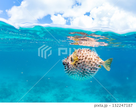 膨らむヒトヅラハリセンボン半水面撮影。美しいサンゴ礁と熱帯魚の群れ。島尻郡慶良間諸島座間味島安室島 132247187