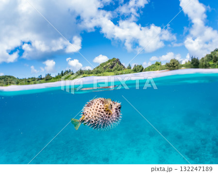 膨らむヒトヅラハリセンボン半水面撮影。美しいサンゴ礁と熱帯魚の群れ。島尻郡慶良間諸島座間味島安室島 132247189