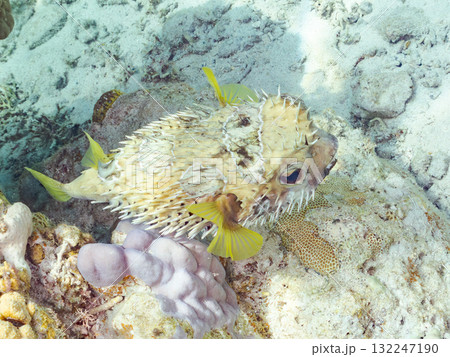 膨らむヒトヅラハリセンボン半水面撮影。美しいサンゴ礁と熱帯魚の群れ。島尻郡慶良間諸島座間味島安室島 膨らむヒトヅラハリセンボン半水面撮影。美しいサンゴ礁と熱帯魚の群れ。島尻郡慶良間諸島座間味島安室島 132247190