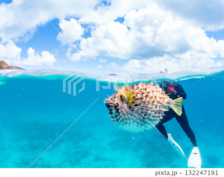 膨らむヒトヅラハリセンボン半水面撮影。美しいサンゴ礁と熱帯魚の群れ。島尻郡慶良間諸島座間味島安室島 膨らむヒトヅラハリセンボン半水面撮影。美しいサンゴ礁と熱帯魚の群れ。島尻郡慶良間諸島座間味島安室島 132247191