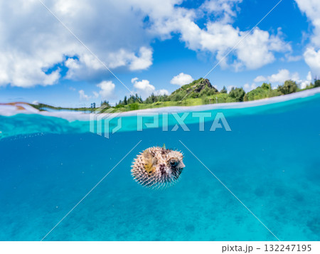 膨らむヒトヅラハリセンボン半水面撮影。美しいサンゴ礁と熱帯魚の群れ。島尻郡慶良間諸島座間味島安室島 膨らむヒトヅラハリセンボン半水面撮影。美しいサンゴ礁と熱帯魚の群れ。島尻郡慶良間諸島座間味島安室島 132247195