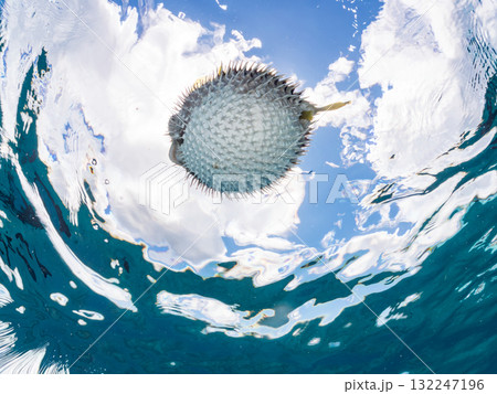 膨らむヒトヅラハリセンボン半水面撮影。美しいサンゴ礁と熱帯魚の群れ。島尻郡慶良間諸島座間味島安室島 132247196