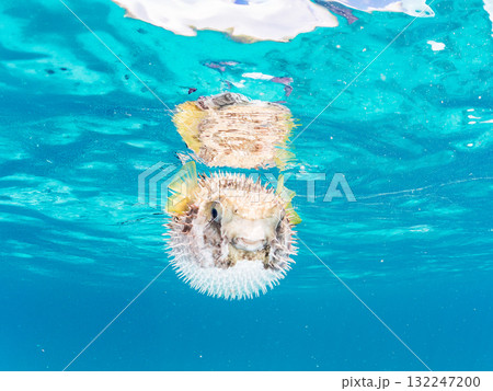 膨らむヒトヅラハリセンボン半水面撮影。美しいサンゴ礁と熱帯魚の群れ。島尻郡慶良間諸島座間味島安室島 132247200