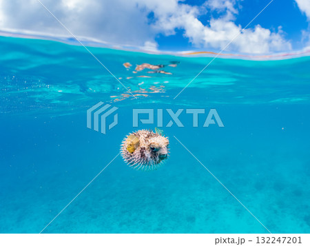 膨らむヒトヅラハリセンボン半水面撮影。美しいサンゴ礁と熱帯魚の群れ。島尻郡慶良間諸島座間味島安室島 132247201