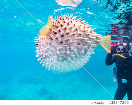 膨らむヒトヅラハリセンボン半水面撮影。美しいサンゴ礁と熱帯魚の群れ。島尻郡慶良間諸島座間味島安室島 膨らむヒトヅラハリセンボン半水面撮影。美しいサンゴ礁と熱帯魚の群れ。島尻郡慶良間諸島座間味島安室島 132247206