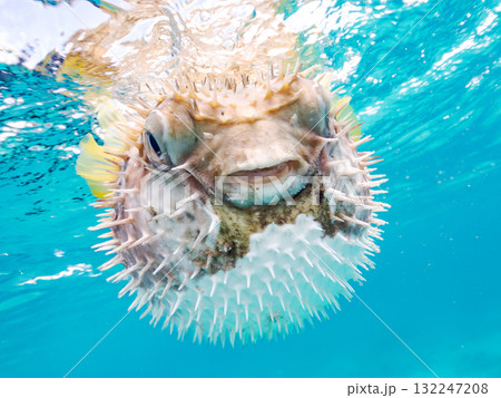 膨らむヒトヅラハリセンボン半水面撮影。美しいサンゴ礁と熱帯魚の群れ。島尻郡慶良間諸島座間味島安室島 膨らむヒトヅラハリセンボン半水面撮影。美しいサンゴ礁と熱帯魚の群れ。島尻郡慶良間諸島座間味島安室島 132247208