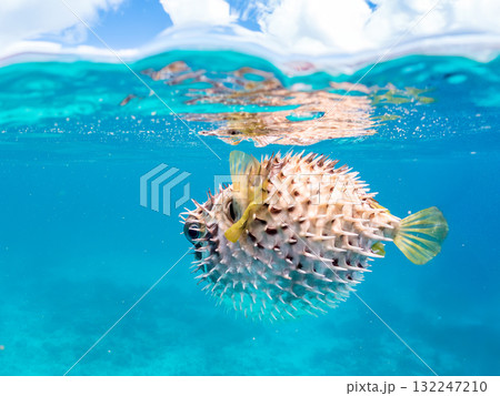 膨らむヒトヅラハリセンボン半水面撮影。美しいサンゴ礁と熱帯魚の群れ。島尻郡慶良間諸島座間味島安室島 膨らむヒトヅラハリセンボン半水面撮影。美しいサンゴ礁と熱帯魚の群れ。島尻郡慶良間諸島座間味島安室島 132247210