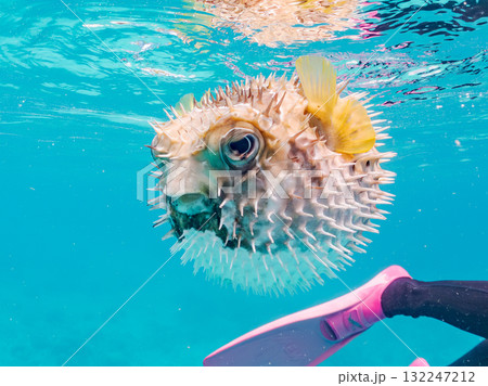 膨らむヒトヅラハリセンボン半水面撮影。美しいサンゴ礁と熱帯魚の群れ。島尻郡慶良間諸島座間味島安室島 132247212