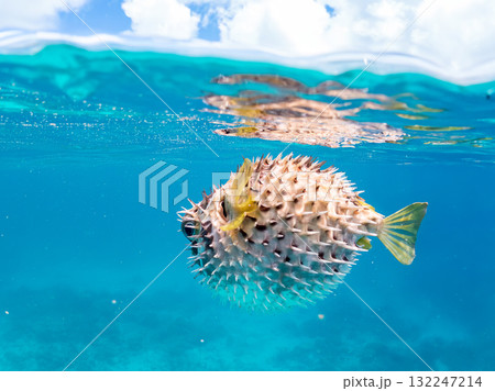 膨らむヒトヅラハリセンボン半水面撮影。美しいサンゴ礁と熱帯魚の群れ。島尻郡慶良間諸島座間味島安室島 膨らむヒトヅラハリセンボン半水面撮影。美しいサンゴ礁と熱帯魚の群れ。島尻郡慶良間諸島座間味島安室島 132247214