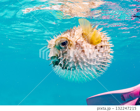 膨らむヒトヅラハリセンボン半水面撮影。美しいサンゴ礁と熱帯魚の群れ。島尻郡慶良間諸島座間味島安室島 膨らむヒトヅラハリセンボン半水面撮影。美しいサンゴ礁と熱帯魚の群れ。島尻郡慶良間諸島座間味島安室島 132247215