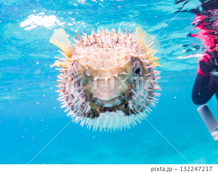膨らむヒトヅラハリセンボン半水面撮影。美しいサンゴ礁と熱帯魚の群れ。島尻郡慶良間諸島座間味島安室島 膨らむヒトヅラハリセンボン半水面撮影。美しいサンゴ礁と熱帯魚の群れ。島尻郡慶良間諸島座間味島安室島 132247217