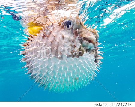 膨らむヒトヅラハリセンボン半水面撮影。美しいサンゴ礁と熱帯魚の群れ。島尻郡慶良間諸島座間味島安室島 132247218