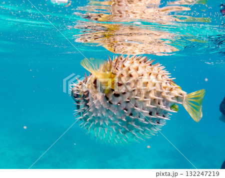 膨らむヒトヅラハリセンボン半水面撮影。美しいサンゴ礁と熱帯魚の群れ。島尻郡慶良間諸島座間味島安室島 132247219