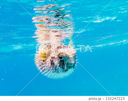 膨らむヒトヅラハリセンボン半水面撮影。美しいサンゴ礁と熱帯魚の群れ。島尻郡慶良間諸島座間味島安室島 膨らむヒトヅラハリセンボン半水面撮影。美しいサンゴ礁と熱帯魚の群れ。島尻郡慶良間諸島座間味島安室島 132247223