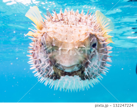 膨らむヒトヅラハリセンボン半水面撮影。美しいサンゴ礁と熱帯魚の群れ。島尻郡慶良間諸島座間味島安室島 膨らむヒトヅラハリセンボン半水面撮影。美しいサンゴ礁と熱帯魚の群れ。島尻郡慶良間諸島座間味島安室島 132247224