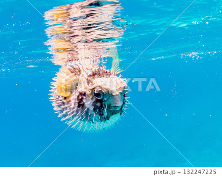 膨らむヒトヅラハリセンボン半水面撮影。美しいサンゴ礁と熱帯魚の群れ。島尻郡慶良間諸島座間味島安室島 132247225