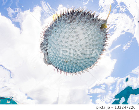 膨らむヒトヅラハリセンボン半水面撮影。美しいサンゴ礁と熱帯魚の群れ。島尻郡慶良間諸島座間味島安室島 132247226