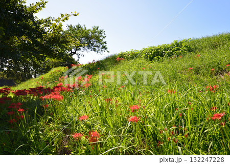 蓑沢(みのざわ)彼岸花公園  2025-9-27　＃102 132247228