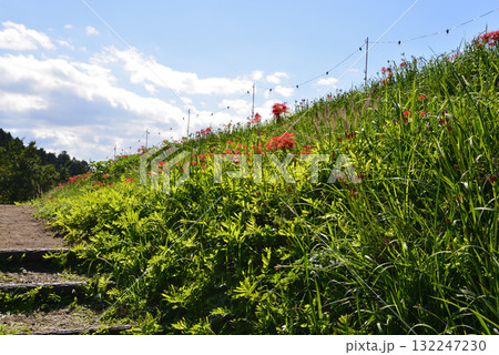 蓑沢(みのざわ)彼岸花公園  2025-9-27　＃104 132247230