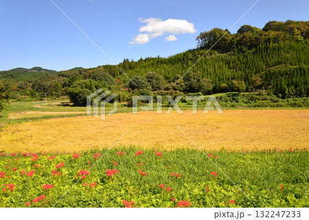 蓑沢(みのざわ)彼岸花公園  2025-9-27　＃107 132247233