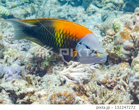 美しいギチベラ他。美しいサンゴ礁と熱帯魚の群れ。 沖縄県島尻郡慶良間諸島座間味島安室島-2025 132247272