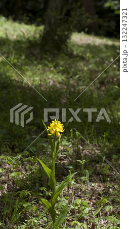 キンラン キンラン 132247321