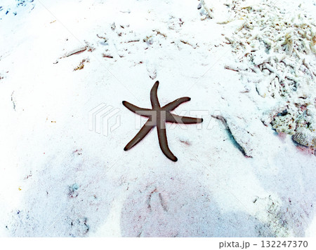 砂地のアオヒトデ。美しいサンゴ礁と熱帯魚の群れ。 沖縄県島尻郡慶良間諸島座間味島安室島-2025 砂地のアオヒトデ。美しいサンゴ礁と熱帯魚の群れ。 沖縄県島尻郡慶良間諸島座間味島安室島-2025 132247370