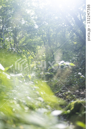 新緑の森・エコイメージ　大山鏡ヶ成 132247386