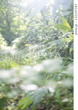 新緑の森・エコイメージ　大山鏡ヶ成 132247387