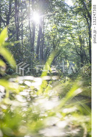 新緑の森・エコイメージ　大山鏡ヶ成 132247388