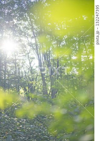 新緑の森・エコイメージ 大山鏡ヶ成 新緑の森・エコイメージ 大山鏡ヶ成 132247395