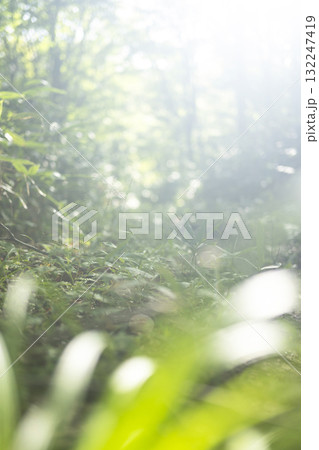 新緑の森・エコイメージ　大山鏡ヶ成 132247419