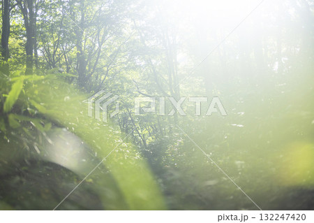 新緑の森・エコイメージ　大山鏡ヶ成 132247420