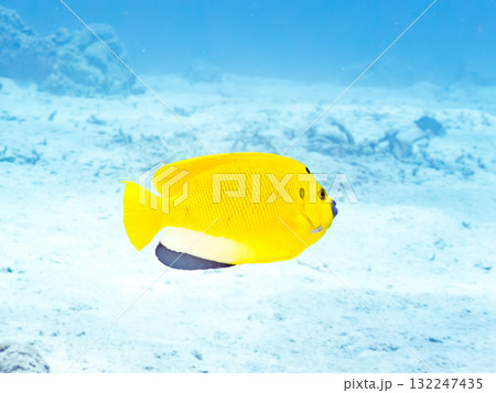 美しいシテンヤッコ他。美しいサンゴ礁と熱帯魚の群れ。 沖縄県島尻郡慶良間諸島座間味島安室島-2025 132247435