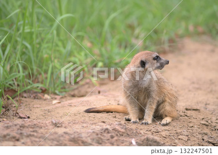 カラスの群れを警戒するミーアキャット 132247501